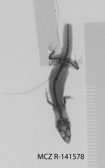 Media type: image; Herpetology R-141578